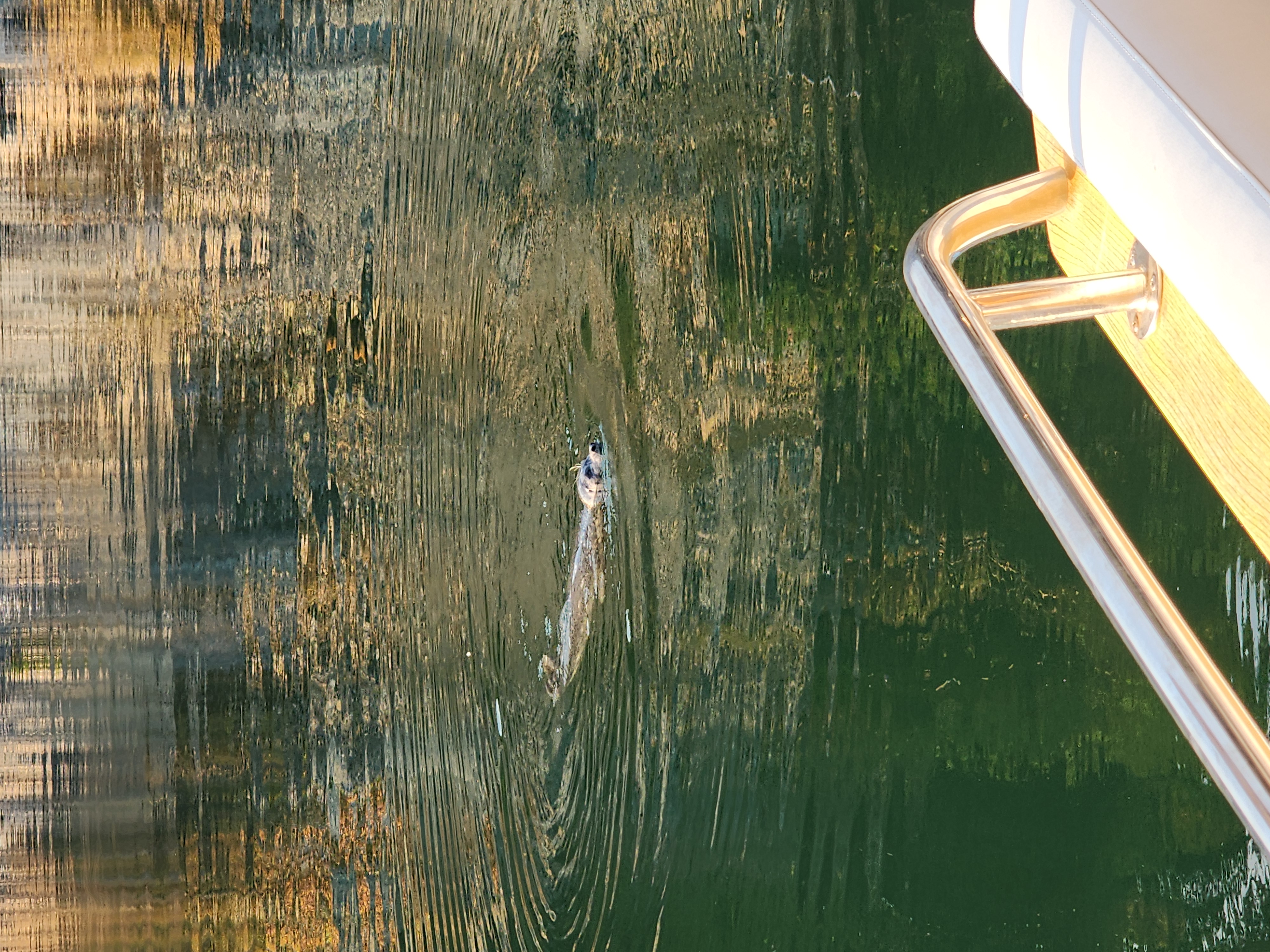 Photo from Stuart Island Marine Floats