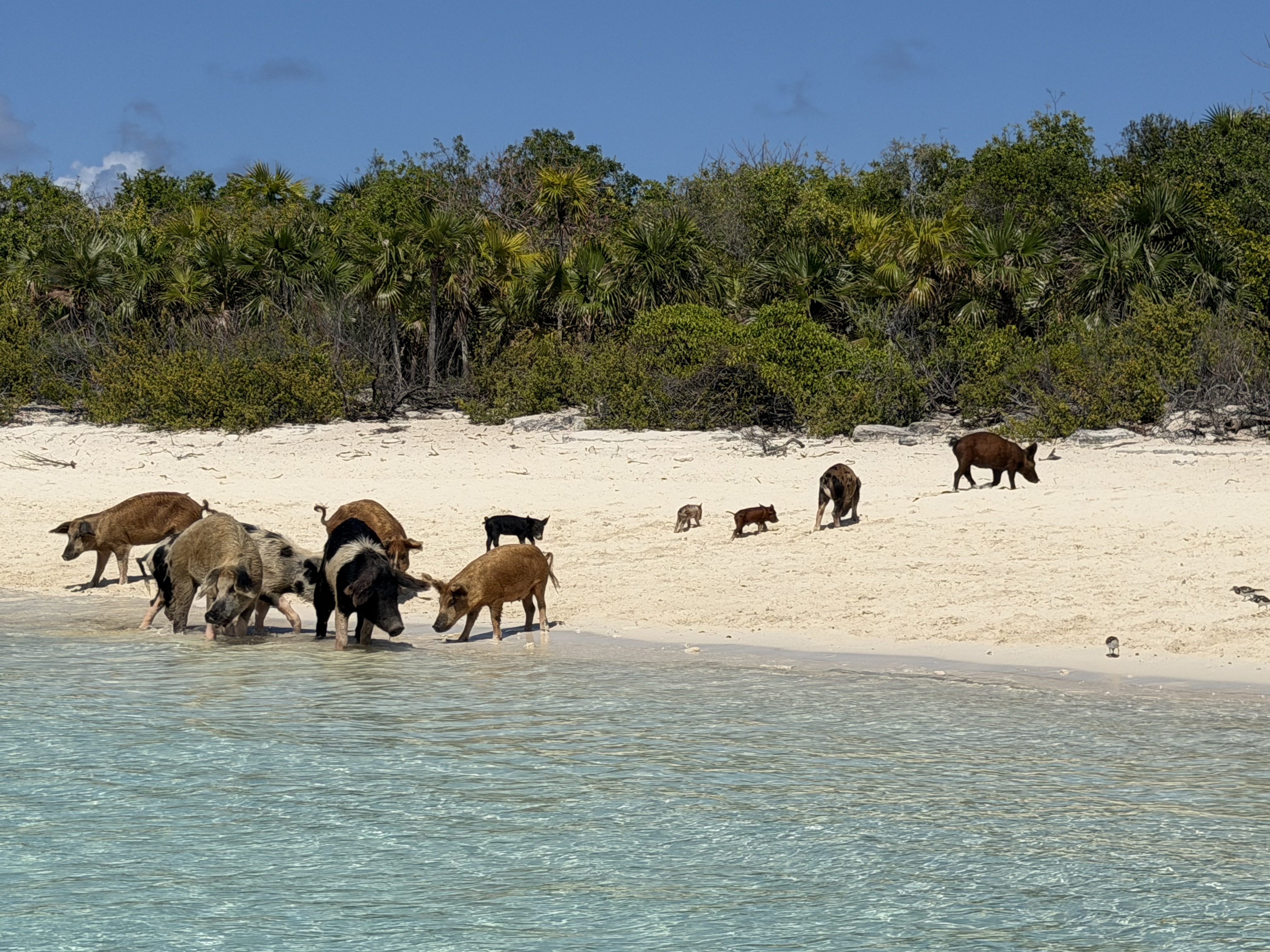 Photo from Pig Beach