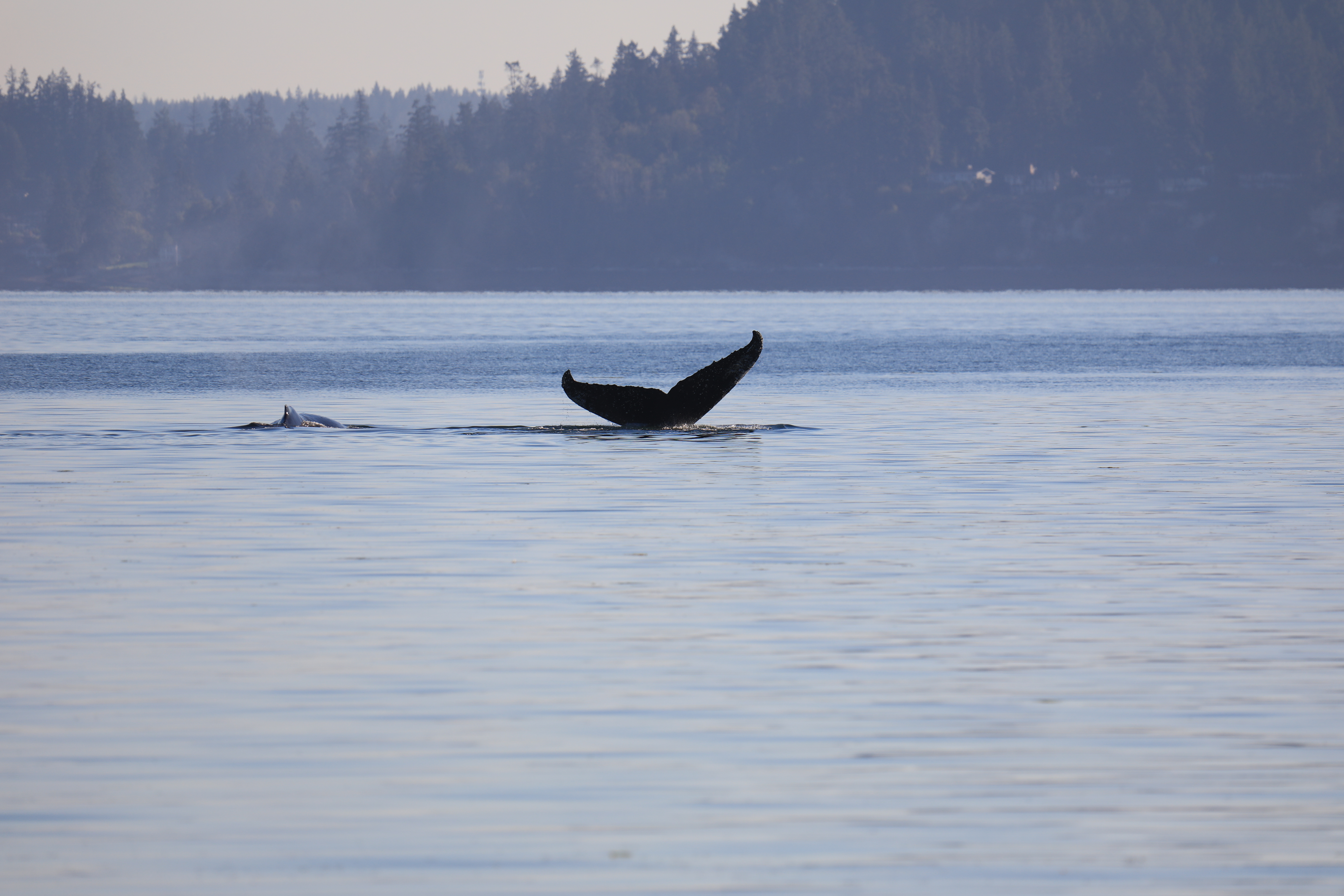 Photo from Penrose Point State Park