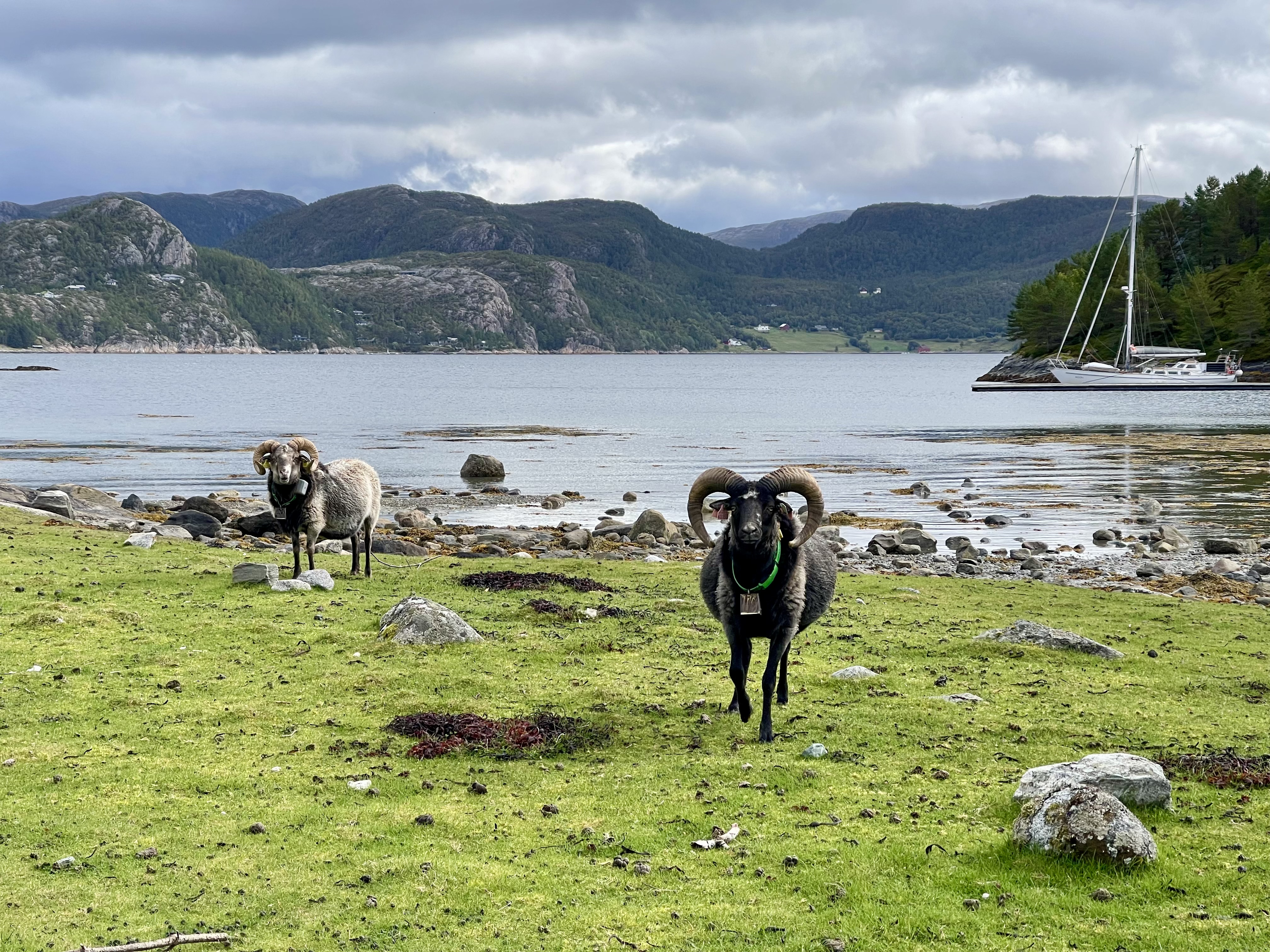 Photo from Røstøya naturreservat